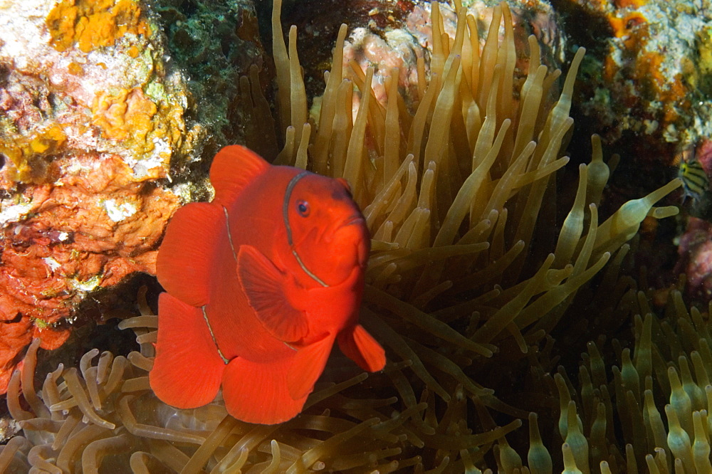 Spine Cheek anemone fish (Premnas biaculeatus) swimming underwater, Papua New Guinea