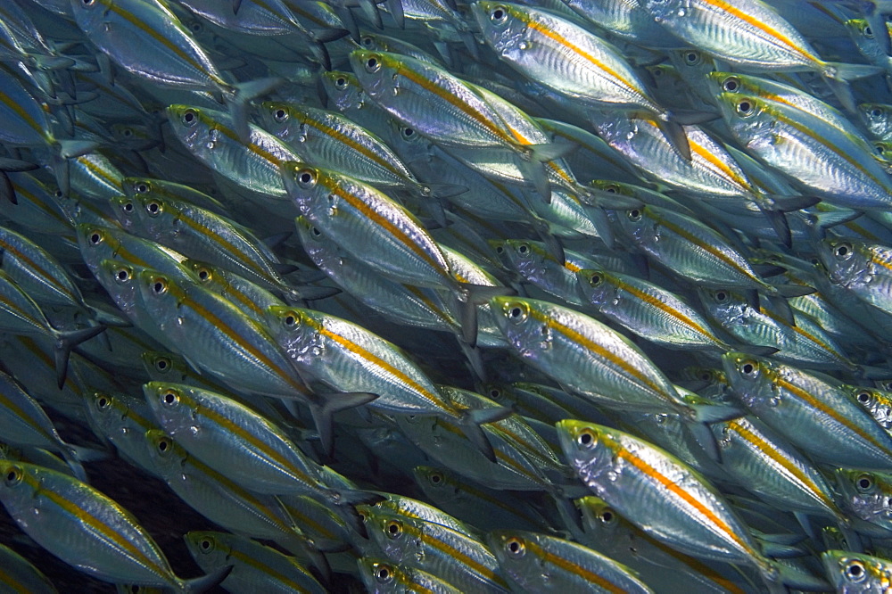 School of Yellow jacks (Carangoides bartholomaei) swimming underwater, Papua New Guinea