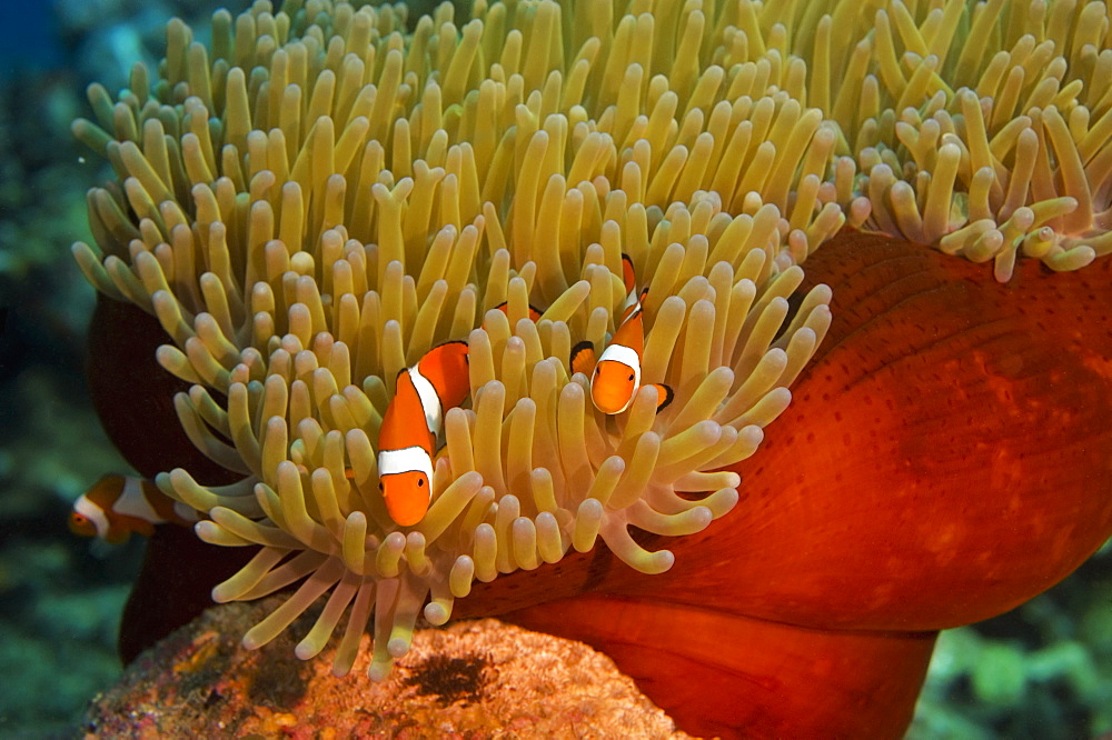 Two Spine Cheek anemone fish (Premnas biaculeatus) swimming underwater, Papua New Guinea