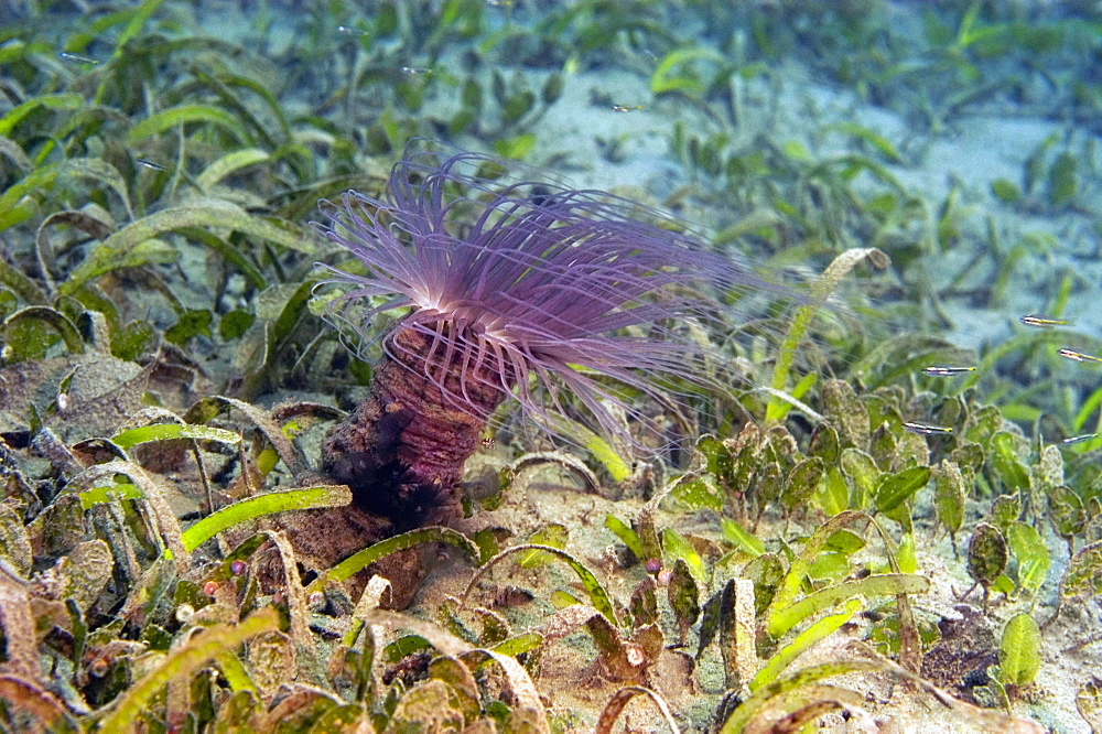 Tube Anemone (Cerianthus membranaceus) underwater, Papua New Guinea