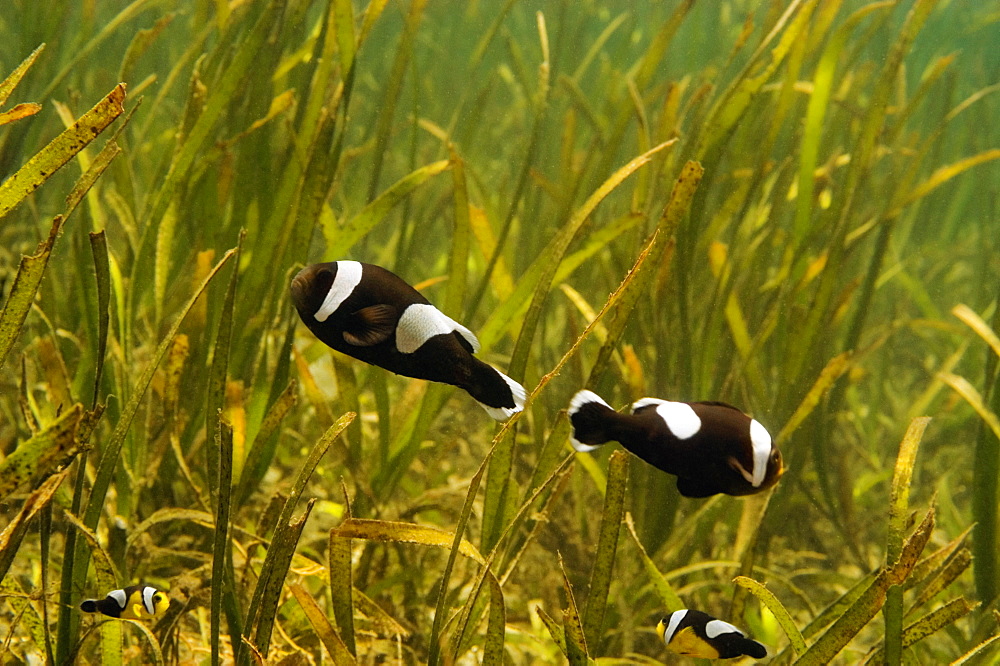 Four Saddleback anemonefish swimming underwater, Papua New Guinea