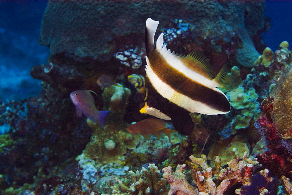 Pennant bannerfish (Heniochus chrysostomus) swimming underwater, Papua New Guinea