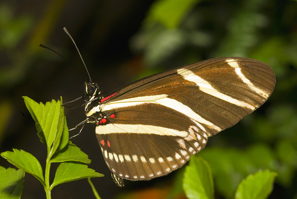 Close-up of a Zebra Longwing butterfly (Heliconius charitonius) perching on a leaf