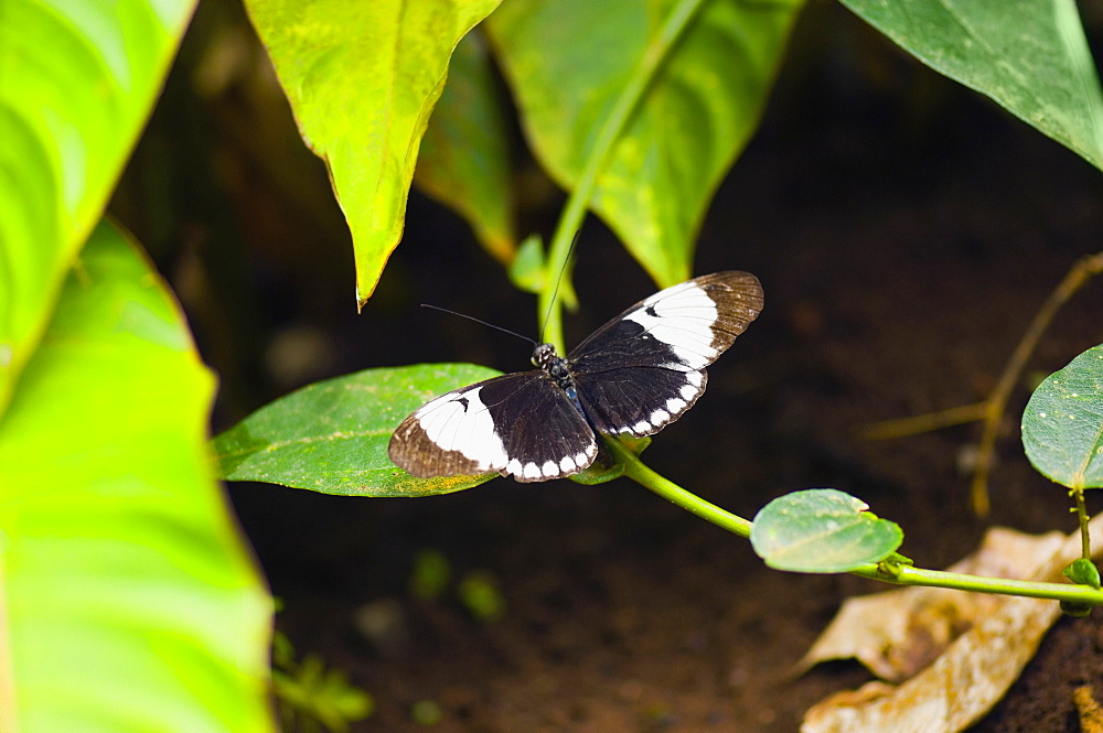 Close-up of a Cydno Longwing (Heliconius Cydno) butterfly on a stem