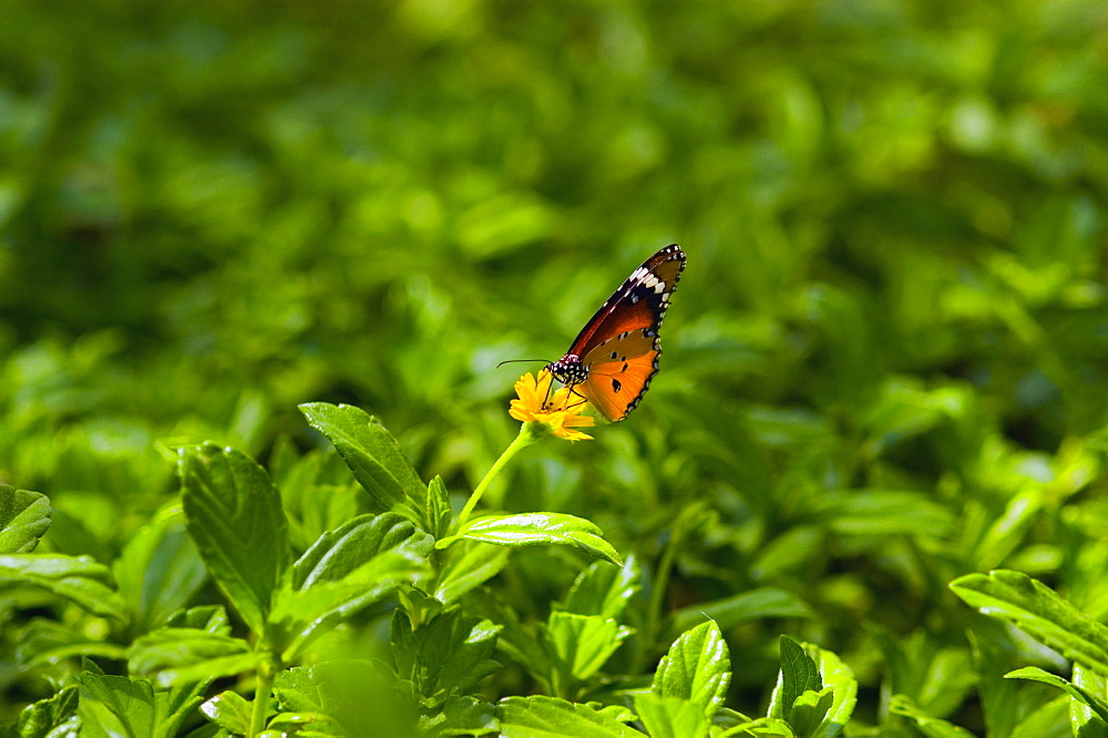 Close-up of a Tiger Swallowtail pollinating a flower