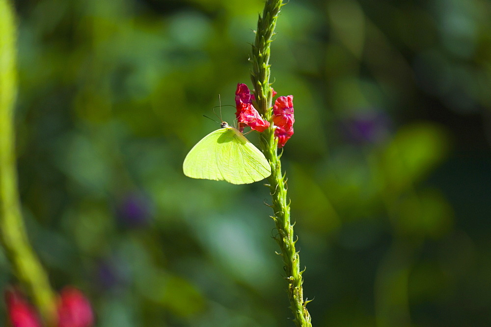 Close-up of a Lyside Sulphur (Kricogonia lyside) butterfly pollinating a flower