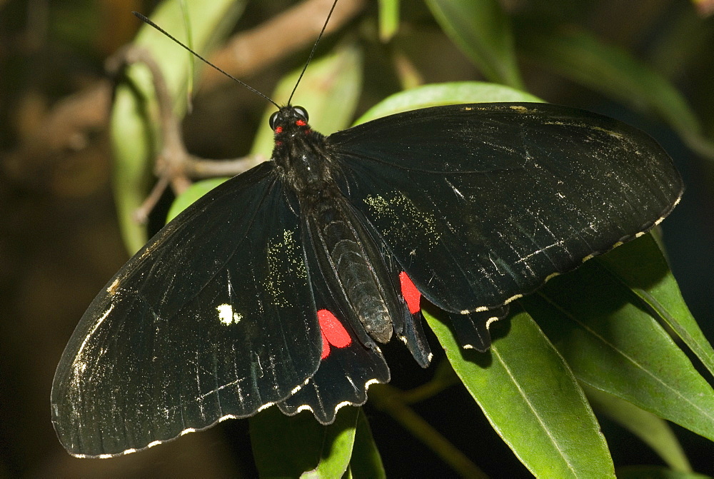 Close-up of a butterfly perching on a leaf 