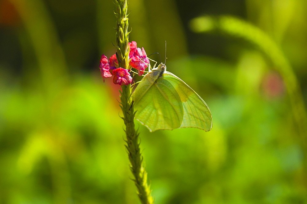 Close-up of a Lyside Sulphur (Kricogonia lyside) butterfly pollinating a flower