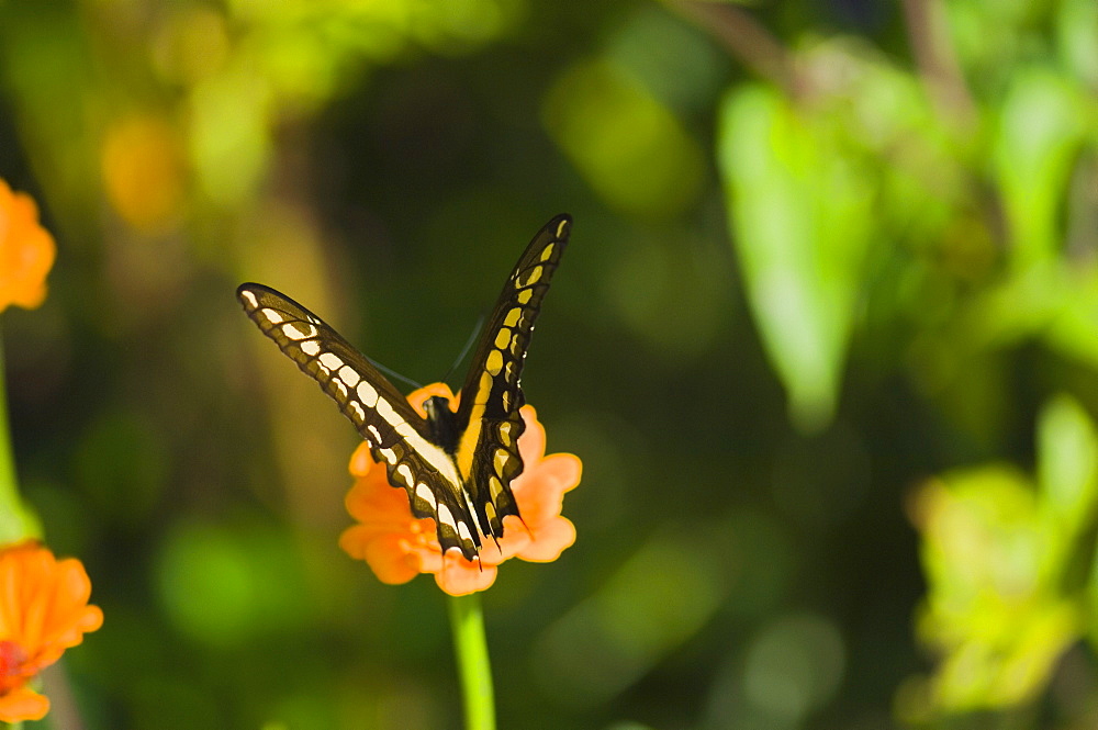 Close-up of a Giant Swallowtail (Papilio Cresphontes) butterfly pollinating a flower