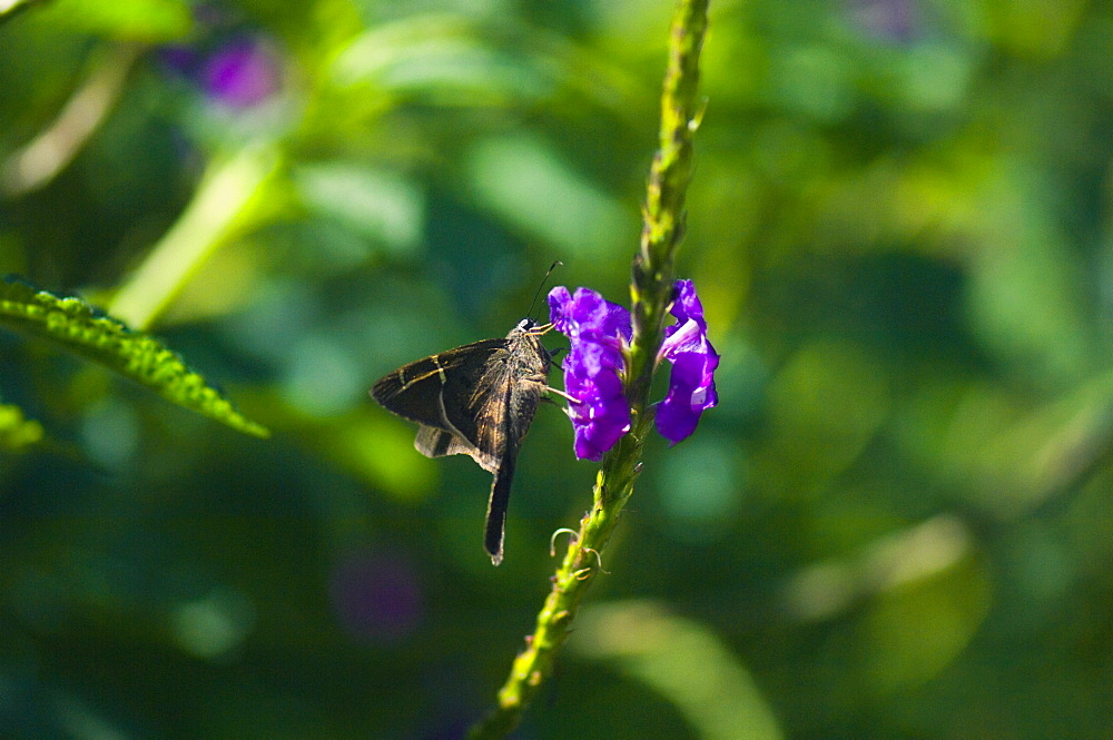 Close-up of a Long-tailed Skipper (Urbanus Proteus) butterfly pollinating a flower