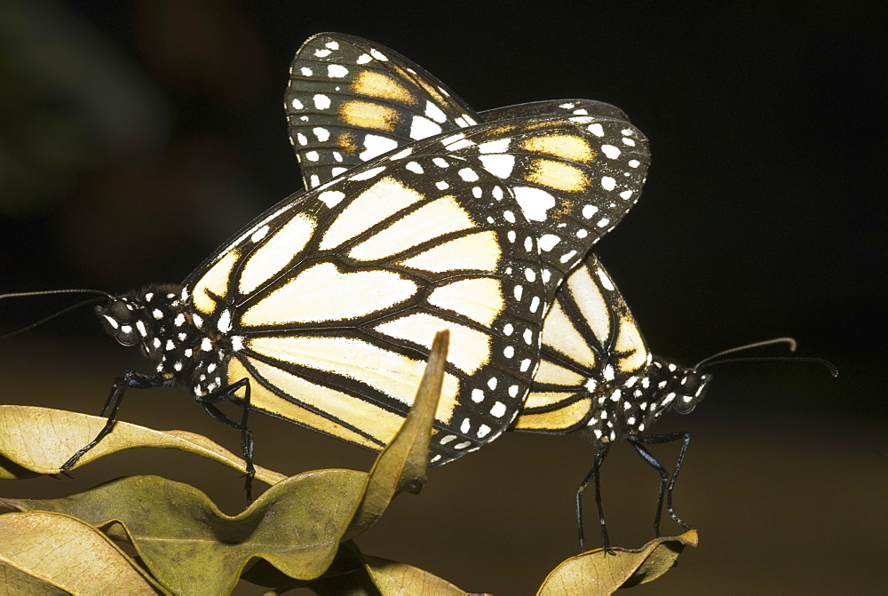 Close-up of butterflies mating on a dry leaf