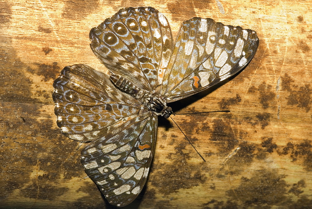 Close-up of a butterfly