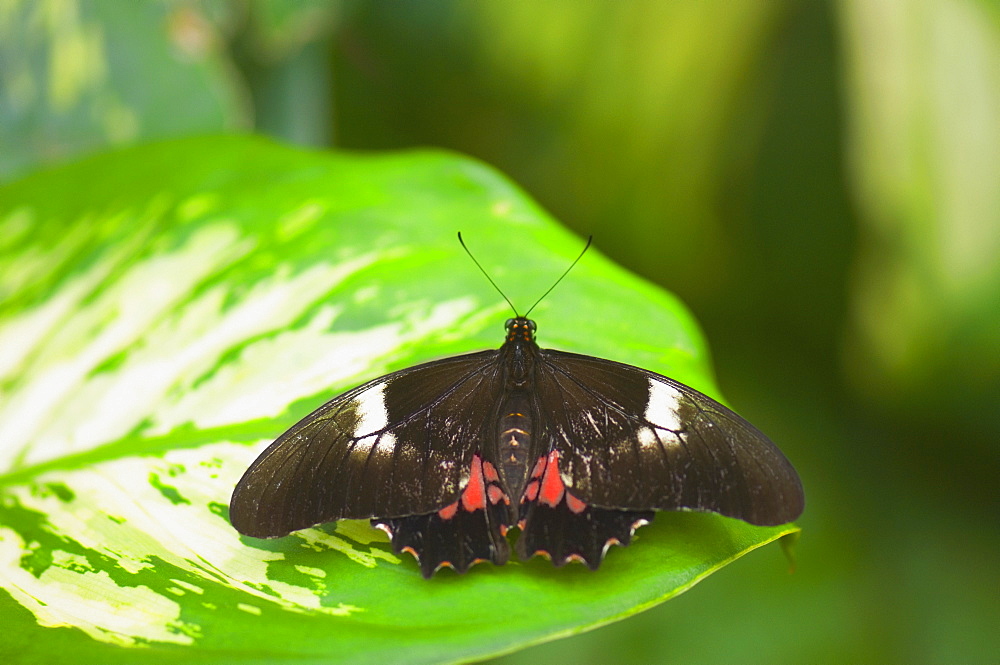 Close-up of a Doris butterfly (Heliconius Doris) on a leaf