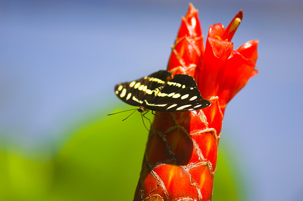 Close-up of a Mexican Catone (Catonephele Mexicana) butterfly pollinating a flower