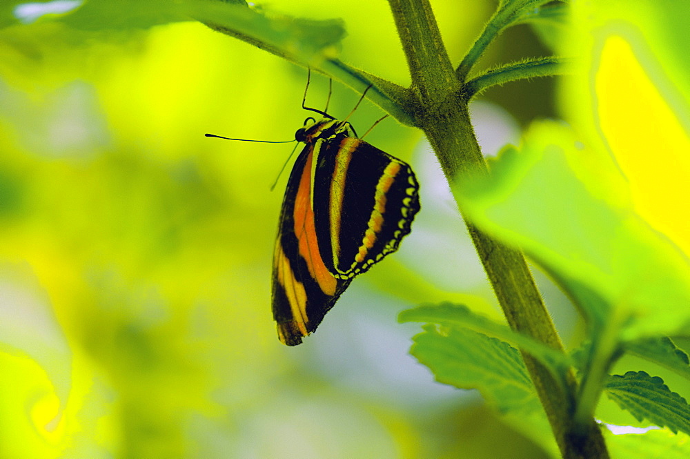 Close-up of an Isabella butterfly (Eueides Isabella) on a branch