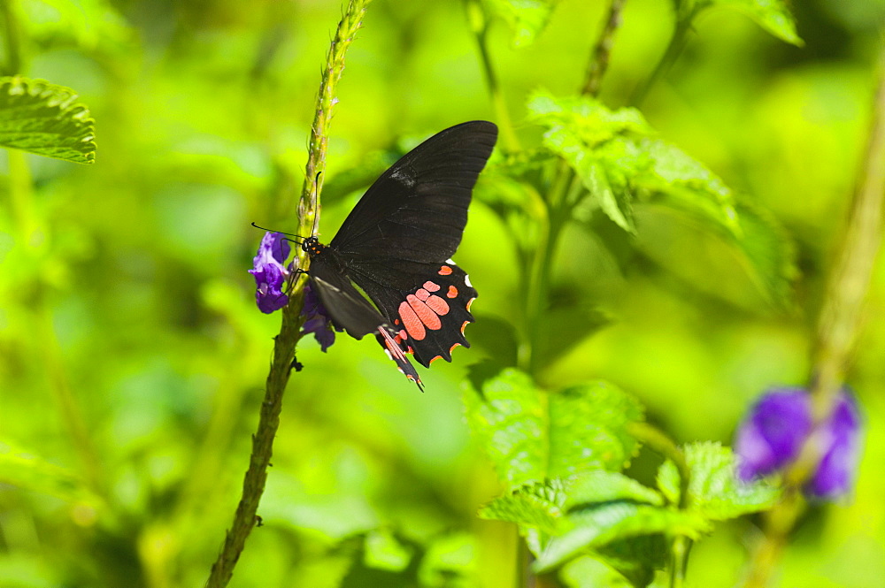 Close-up of a Ruby-Spotted Swallowtail (Papilio Anchisiades) butterfly pollinating flowers