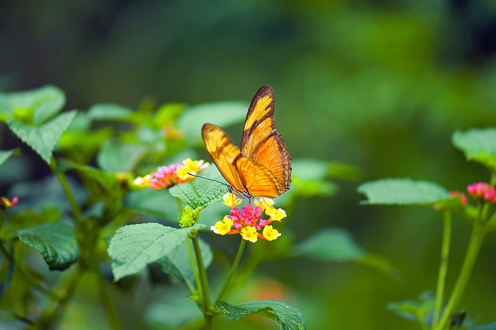 Close-up of a Julia butterfly (Dryas julia) pollinating a flower