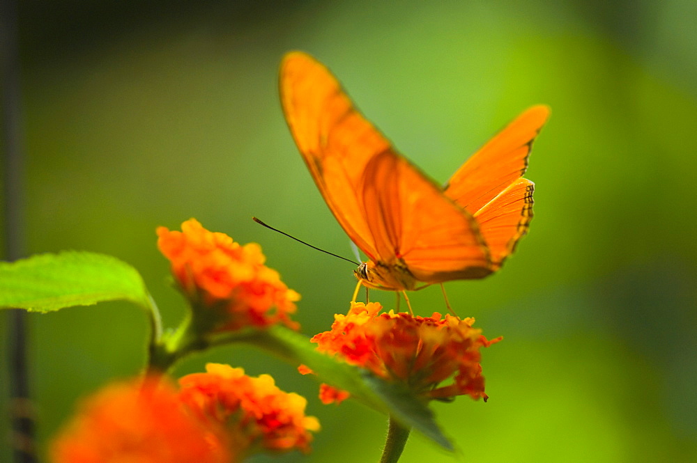 Close-up of a Julia butterfly (Dryas julia) pollinating a flower