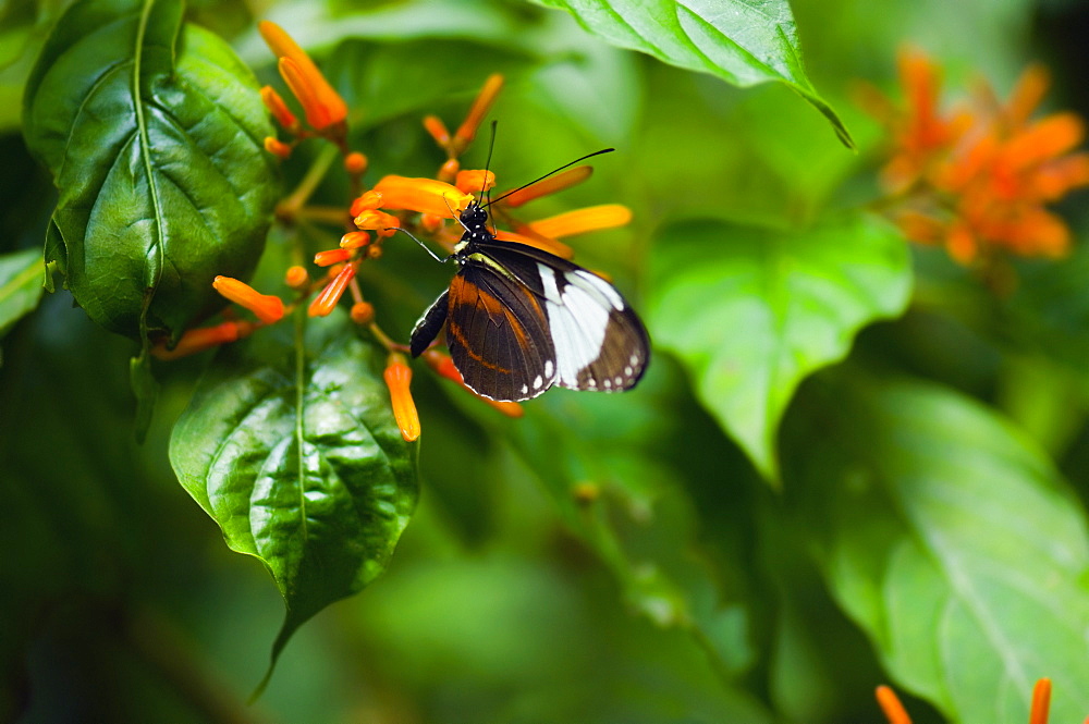 Close-up of a Cydno Longwing (Heliconius Cydno) butterfly pollinating flowers