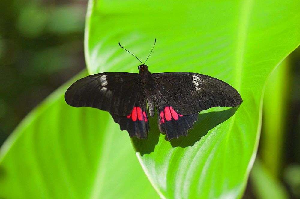 Close-up of a Ruby-Spotted Swallowtail (Papilio Anchisiades) butterfly on a leaf