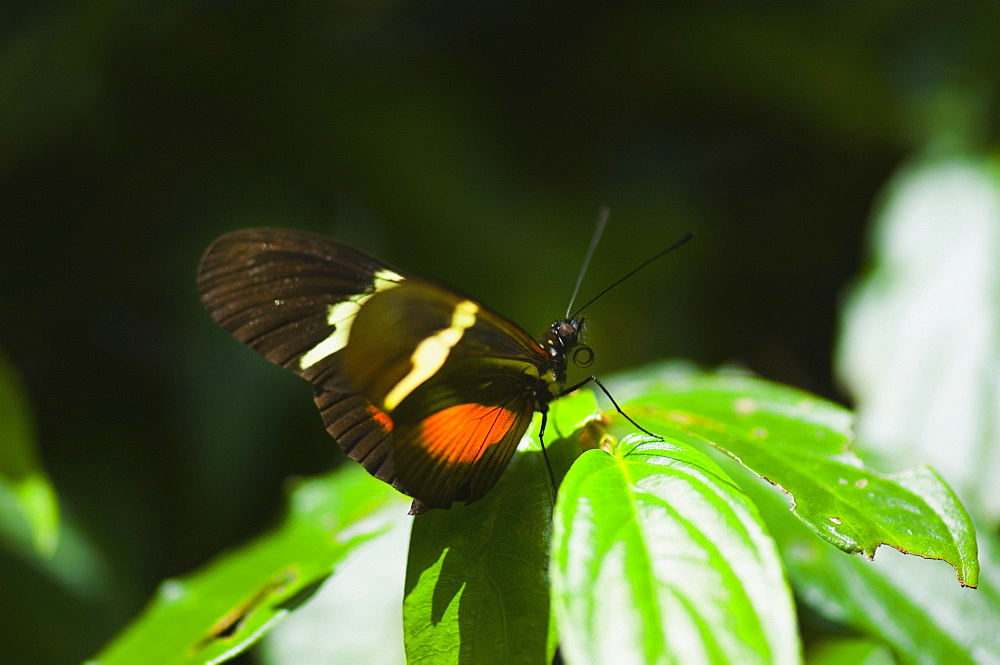 Close-up of a Doris butterfly (Heliconius Doris) on a plant