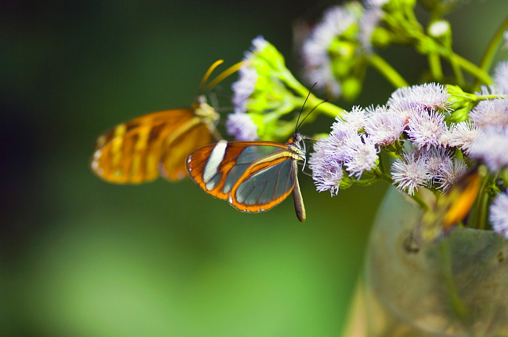 Close-up of three Glasswing (Greta Oto) butterflies pollinating flowers