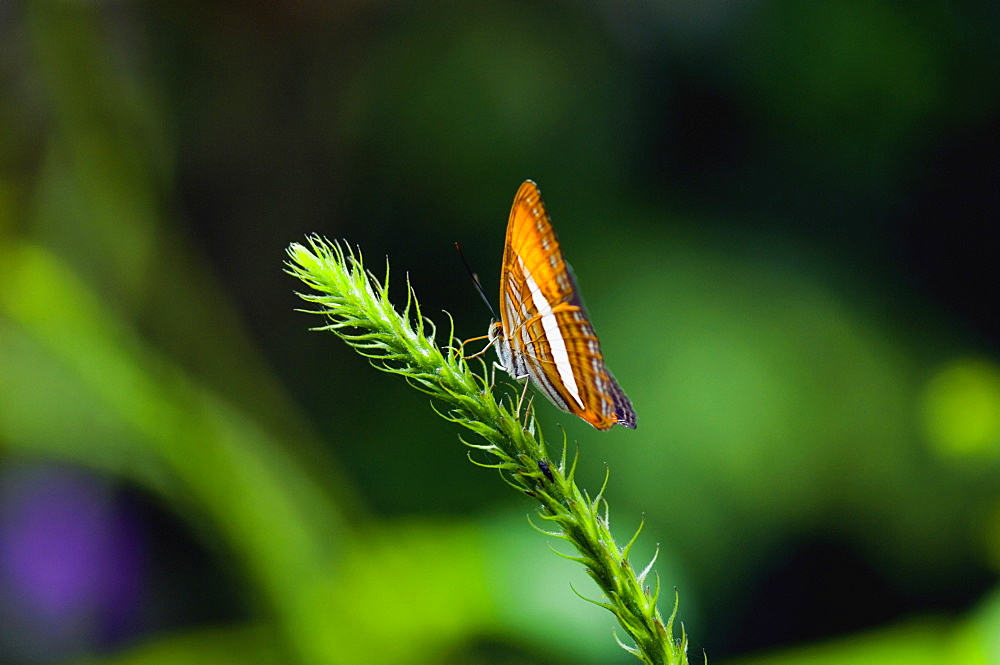 Close-up of a butterfly on a stem