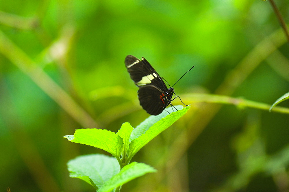 Close-up of a Doris butterfly (Heliconius Doris) on a leaf