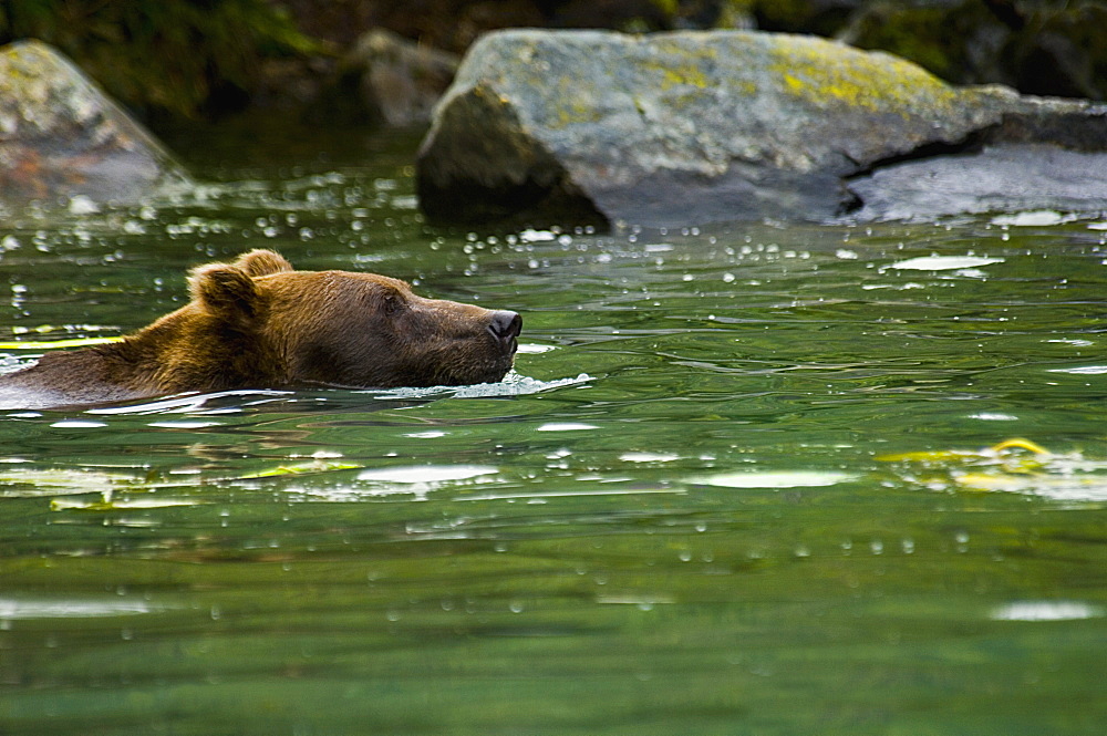 Grizzly bear (Ursus arctos horribilis) in the river