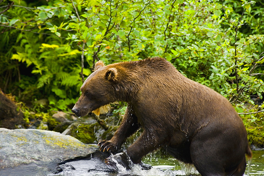 Grizzly bear (Ursus arctos horribilis) on the rock