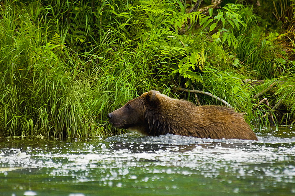 Grizzly bear (Ursus arctos horribilis) in the river