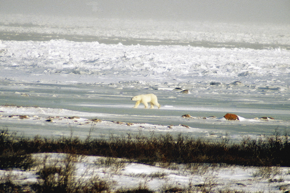 Polar bear (Ursus Maritimus) walking in a snow covered landscape