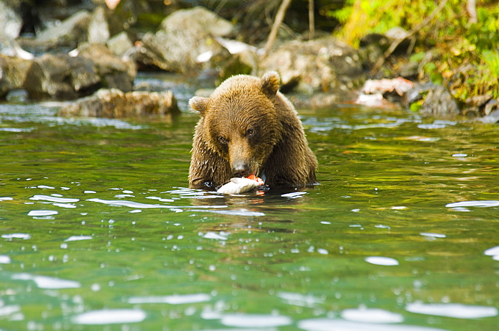 Grizzly bear (Ursus arctos horribilis) eating a salmon