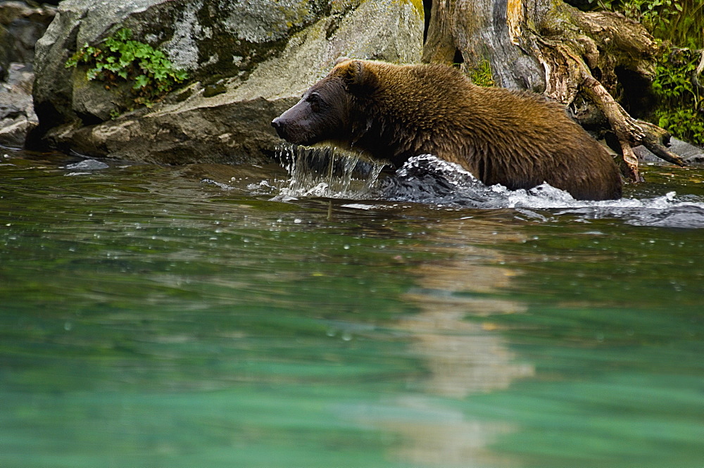 Grizzly bear (Ursus arctos horribilis) in water