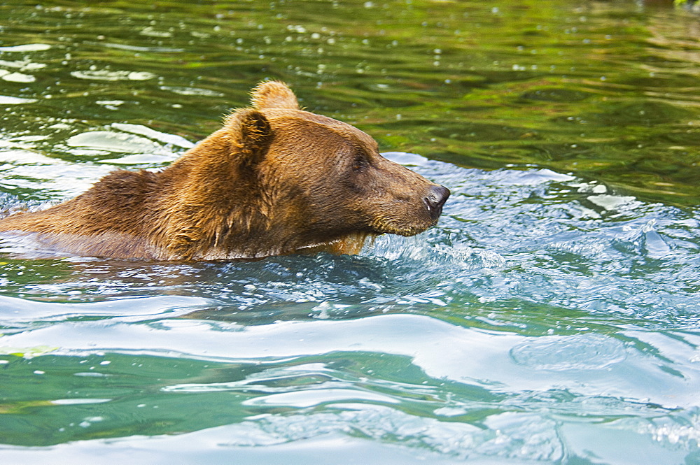 Grizzly bear (Ursus arctos horribilis) swimming in water