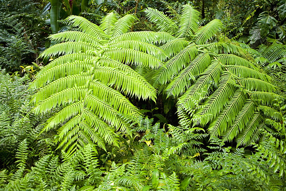 Trees in a forest, Akaka Falls State Park, Big Island, Hawaii Islands, USA