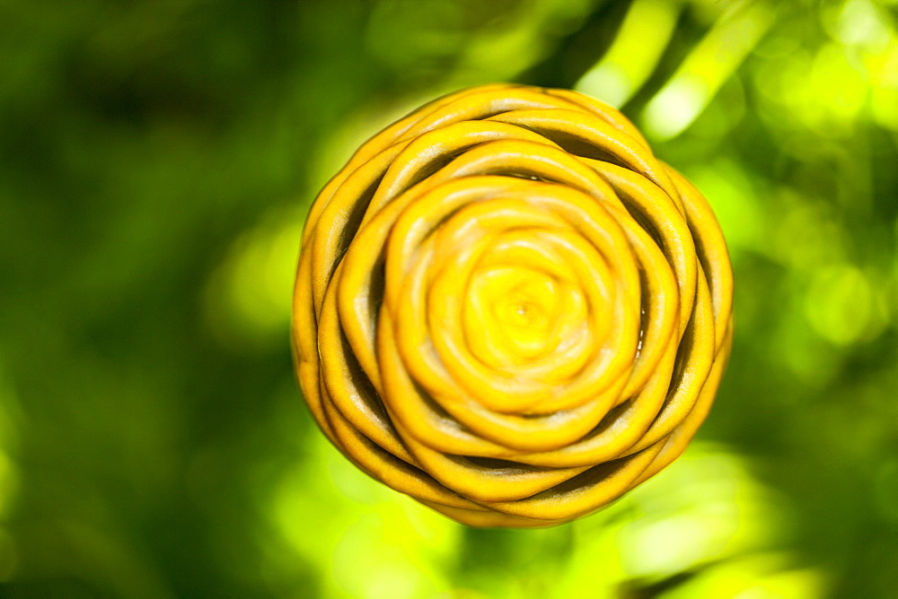 Close-up of a flower in a botanical garden, Hawaii Tropical Botanical Garden, Hilo, Big Island, Hawaii Islands, USA