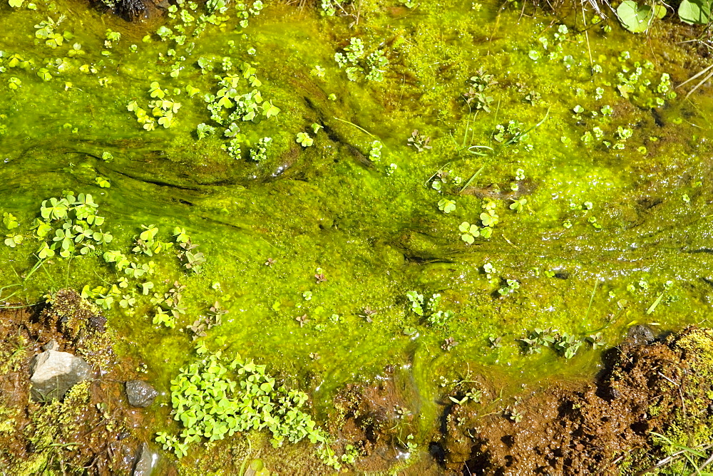 Close-up of moss, Liliuokalani Park And Gardens, Hilo, Hawaii Islands, USA