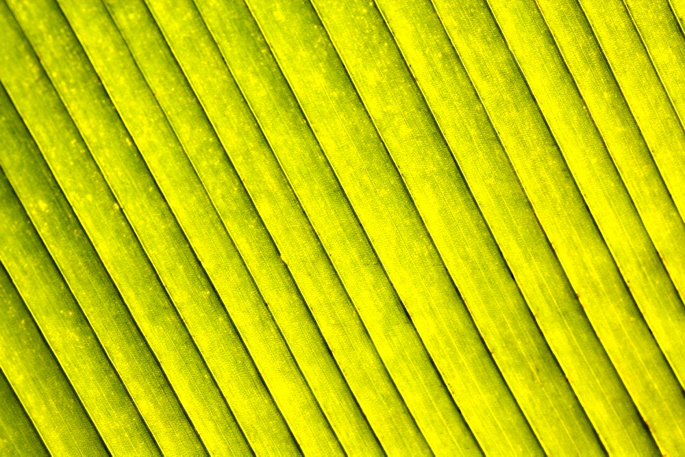 Close-up of a green leaf in a botanical garden, Hawaii Tropical Botanical Garden, Hilo, Big Island, Hawaii Islands, USA