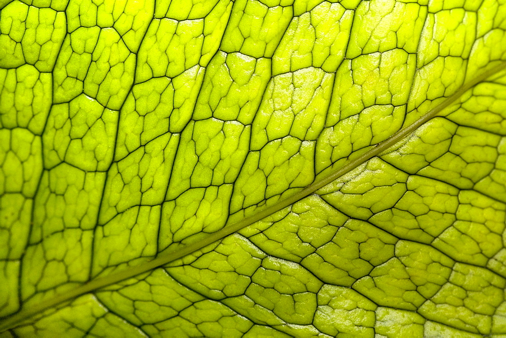 Close-up of a green leaf in a botanical garden, Hawaii Tropical Botanical Garden, Hilo, Big Island, Hawaii Islands, USA