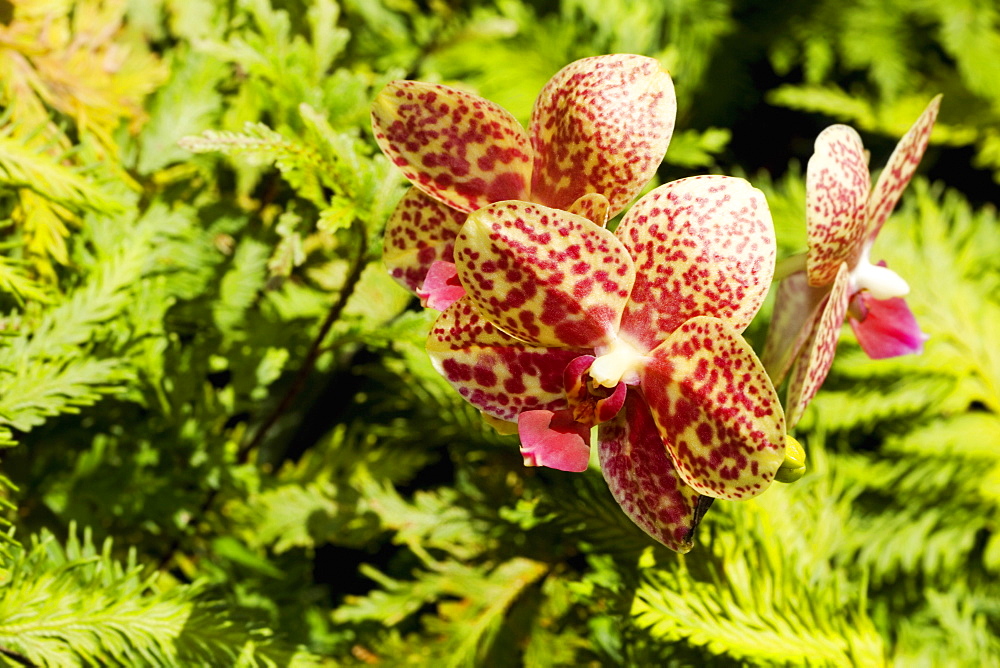 Close-up of flowers in a botanical garden, Hawaii Tropical Botanical Garden, Hilo, Big Island, Hawaii Islands, USA