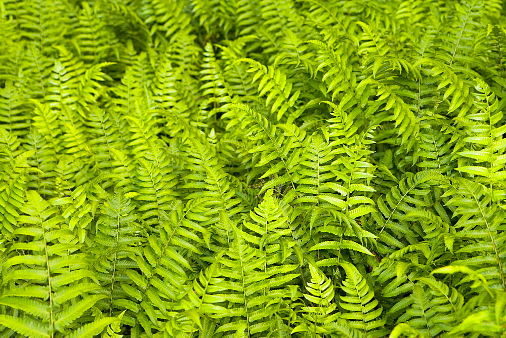 High angle view of ferns, Akaka Falls State Park, Big Island, Hawaii islands, USA