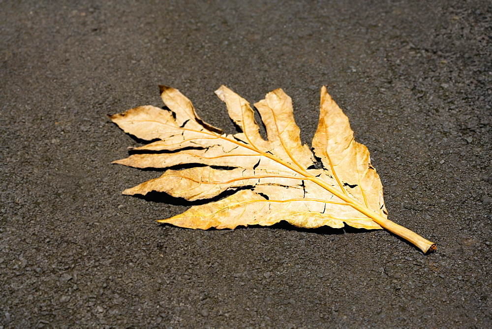 Close-up of a dry leaf in a botanical garden, Hawaii Tropical Botanical Garden, Hilo, Big Island, Hawaii Islands, USA