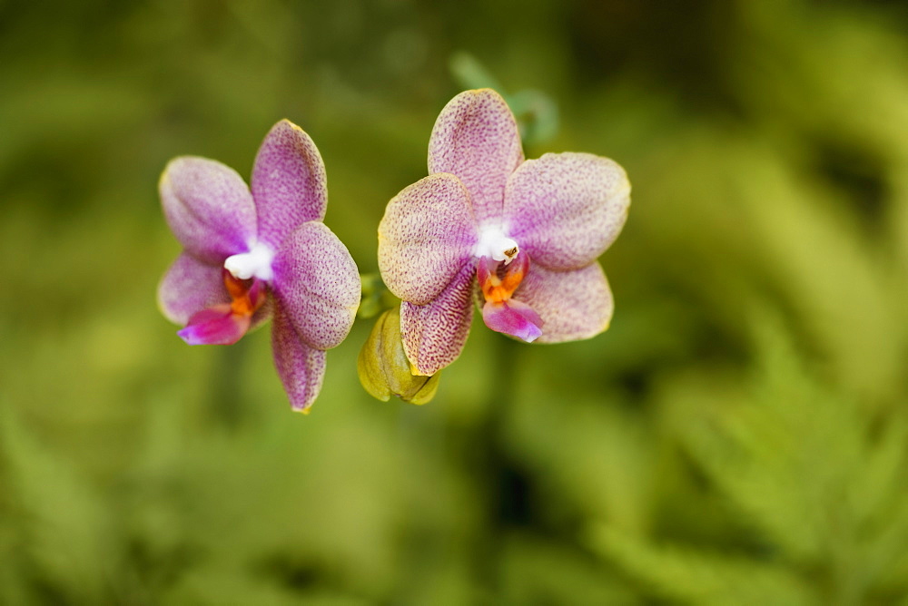 Close-up of flowers, Hawaii Tropical Botanical Garden, Hilo, Big Island, Hawaii Islands, USA