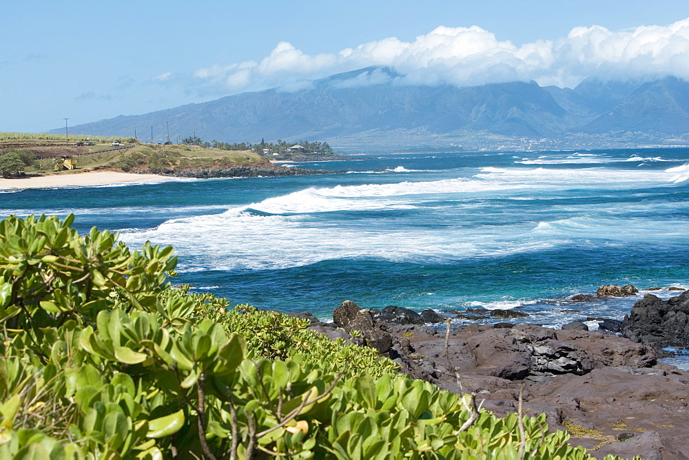 Plants on the coast, Hookipa Beach Park, Maui, Hawaii Islands, USA