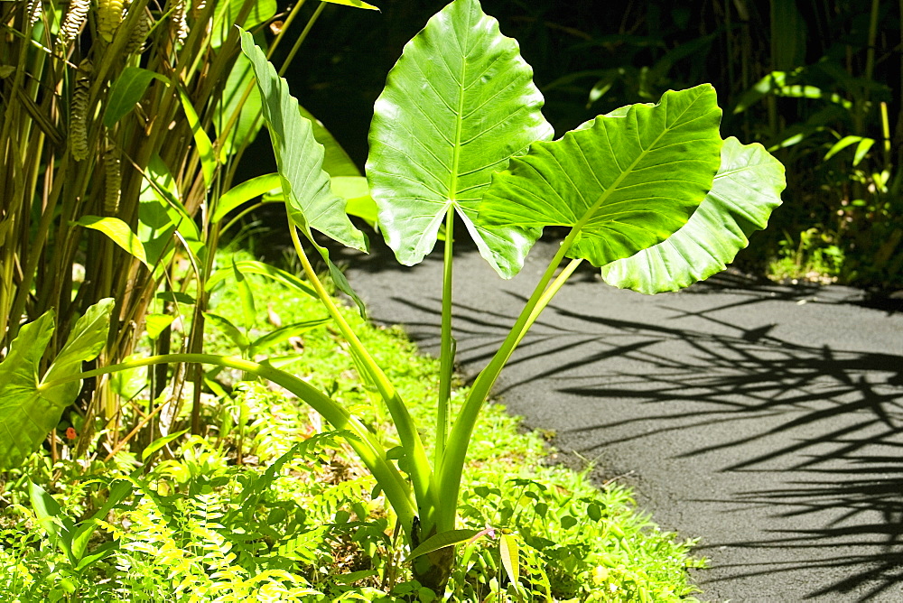 Trees in a botanical garden, Hawaii Tropical Botanical Garden, Hilo, Big Island, Hawaii Islands, USA