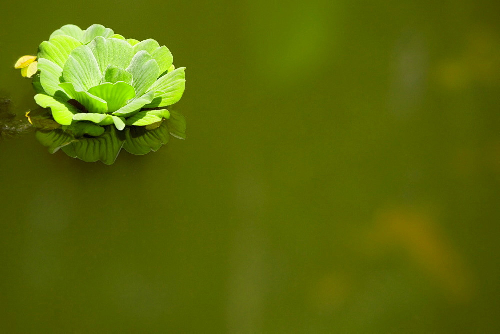 Close-up of a flower on the water surface, Hawaii Tropical Botanical Garden, Hilo, Big Island, Hawaii Islands, USA