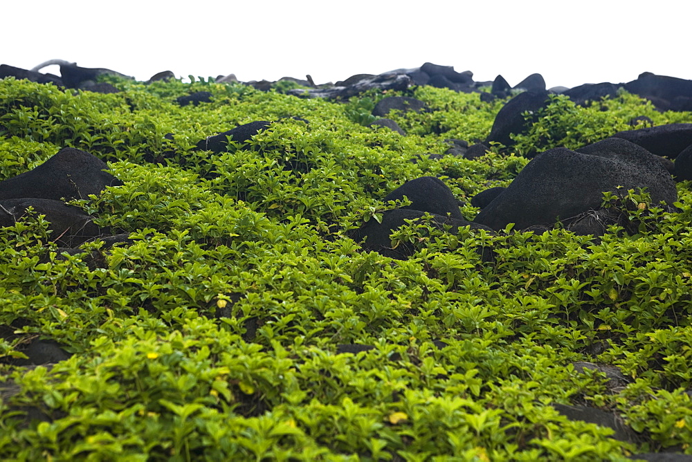 Rocks at a hillside, Pololu Valley, Big Island, Hawaii Islands, USA