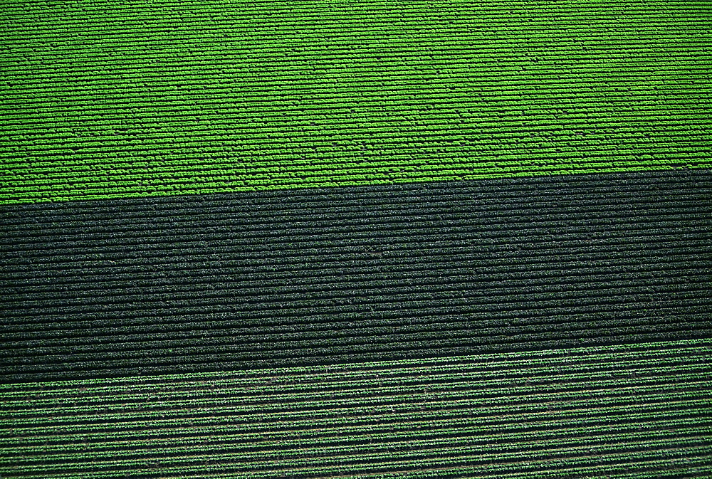 Aerial of red and green leaf lettuce field