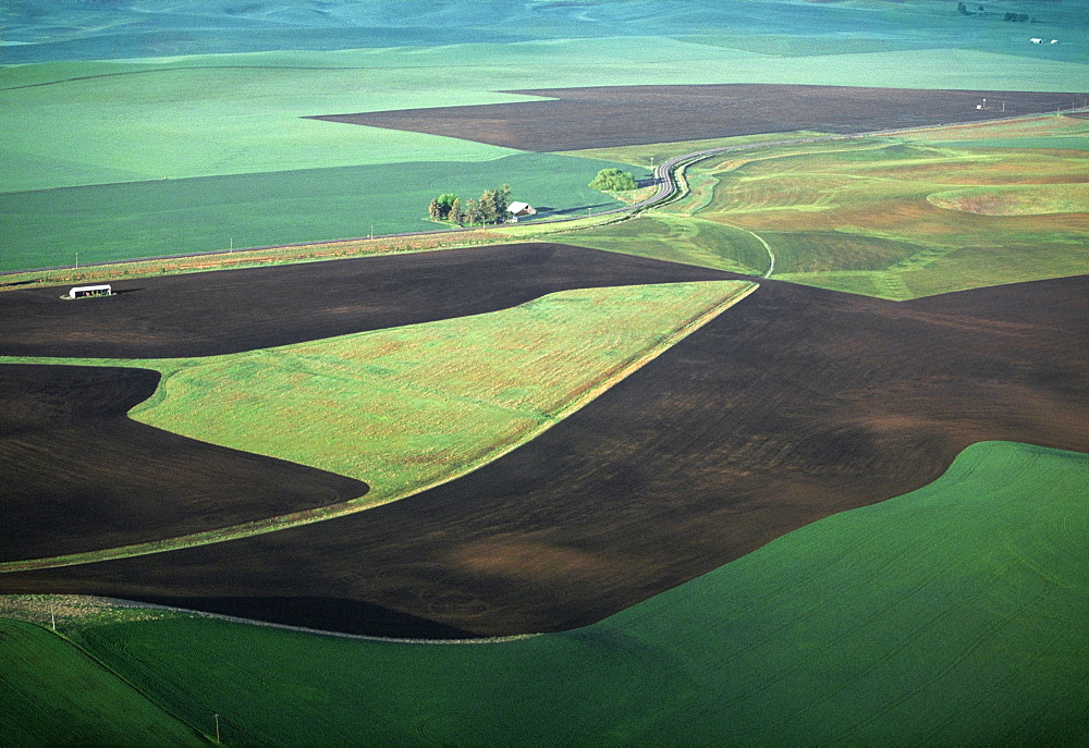 Contour plowing of green winter wheat and lentil fields